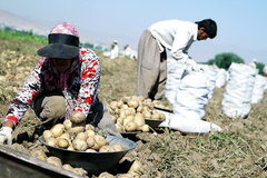 صادرات سیب‌زمینی یارانه گرفت