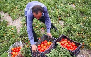 110میلیارد ریال از مطالبات کشاورزان گوجه کار بوشهر پرداخت شده است