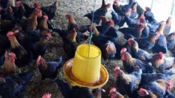 سوء مصرف آنتی بیوتیک در تغذیه دام و طیور، تهدیدی برای سلامت انسان