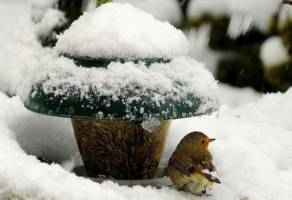 مراقب حیوانات سرما زده باشیم