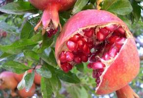   بی‌مهری به خرده طلا