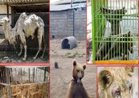 حیوان آزاران در حاشیه امن به سر می‌برند