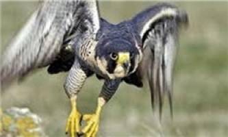 جاسوسی قطری‌ها به بهانه کنترل فعالیت داعش با پرندگان نایاب در افغانستان