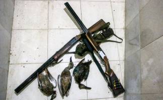 شکارچیان غیرمجاز قرقاول توسط محیط‌بانان گرگان دستگیر شدند