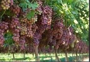 سرما باغبان پیر را راهی زندان کرد 