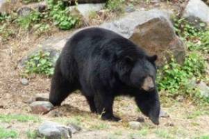 کشته شدن زن کانادایی در حادثه حمله خرس به ضرب گلوله شوهرش