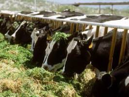 اولویت‌های اصلی دامپزشکی چیست؟