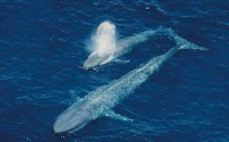  ذوب شدن یخ های قطب شمال و تغییر مسیر مهاجرت نهنگ ها