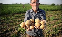 حکایت سیب هایی که زمین گیر شدند 