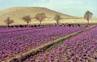  فصل جدیدی در انتظار طلای سرخ ایران است