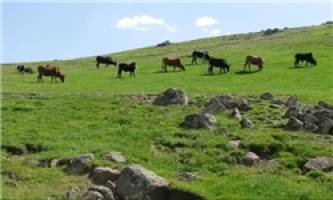 چرای غیرمجاز دام موجب تخریب مراتع دشت لار می‌شود