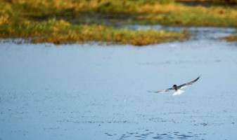 ۴۵ درصد دریاچه طشک آبگیری شد