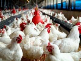شاخص قیمت تولیدکننده مرغ صنعتی کشور در بهار ۳.۶ درصد کاهش یافت