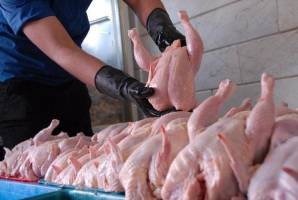 دلیل کاهش قیمت مرغ در بازار