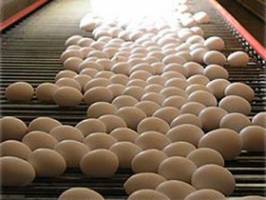  صادرات تخم‌مرغ متوقف نشده است