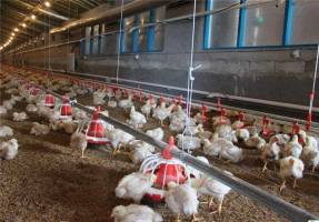  کشتار ۲۵ درصد گله مرغ  بر اثر آلودگی 