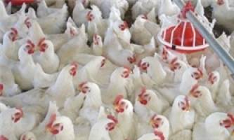 روسیه ده‌ها تن مرغ وارداتی از ترکیه را مرجوع کرد