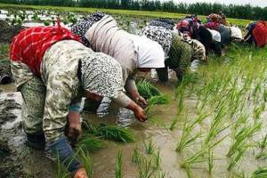 سلامت محصولات کشاورزی کنترل می‌شود 