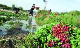 بازگشت فاضلاب به مزارع سبزی‌کاری جنوب تهران