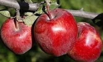 ۲۲ هزار تن سیب برای عید ذخیره شد