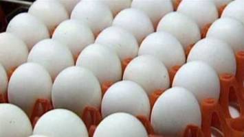  دلایل افزایش قیمت تخم مرغ از زبان دبیر کانون سراسری انجمن های صنفی پرورش دهندگان