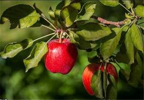 سیب معجزه‌ای برای تقویت قلب