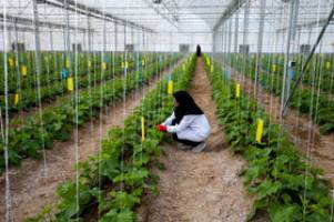   پیگیری جدی طرح افزایش تولید گلخانه‌ای در کشور