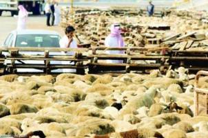 عربستان واردات دام زنده از ایران را ممنوع کرد