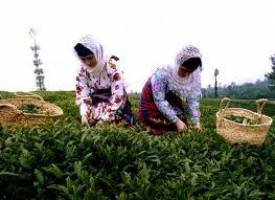   آغاز پرداخت باقیمانده مطالبات چایکاران