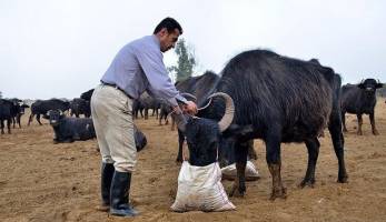  تعرفه جدید خدمات دامپزشکان هنوز اعلام نشده است 