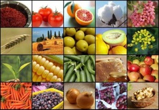   افتتاح نمایشگاه بین‌المللی صنایع غذایی خاورمیانه