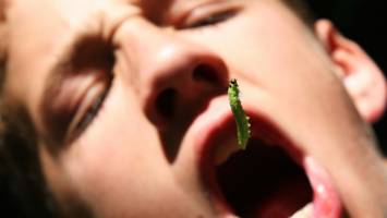 حشرات غذای نسل آینده بشر خواهند بود؟