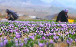 صادرات ۱۱۰ میلیون دلاری زعفران در ۱۰ ماهه امسال