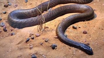 سمی‌ترین مار جهان را بشناسید