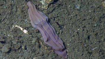 وقتی راز یک جوراب کهنه بنفش جنجالی شد!