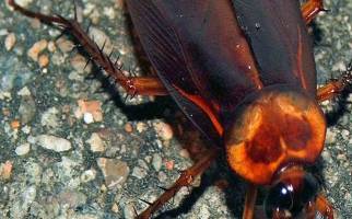 الگو گرفتن از سوسک برای ساخت ربات امداد و نجات