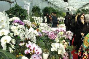  نخستین جشنواره ملی گل ارکیده در نوشهر آغاز شد