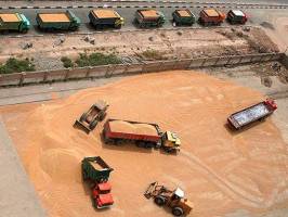 واردات گندم در سال ۹۵ ممنوع شد