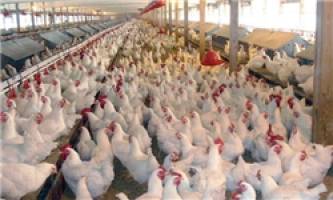 شاخص قیمت تولید کننده مرغداری‌ها در پائیز ۰.۳ درصد افزایش یافت