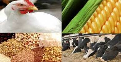   شرایط واردات خوراک دام از افغانستان اعلام شد