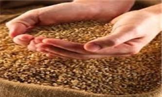 جلوی افزایش قیمت گندم گرفته می‌شود