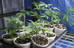 روایتی از رواج مصرف ماری‌جوانا در میان جوانان