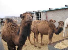 بار کج شترها به مقصد نرسید