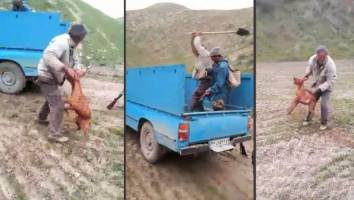 داستان حیوان آزاری جنجالی چه بود؟