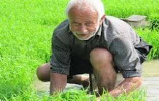  خزانه گیری شالی برنج با 12 روز زودتر در مازندران آغاز شد