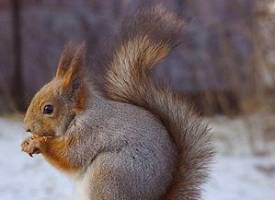 هشدار وضعیت قرمز برای سنجاب قرمز در انگلیس 