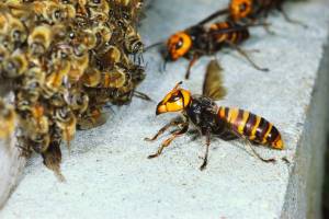 موجودات عجیب: زنبور عظیم الجثه ای که نیش آن کلیه انسان را از کار می اندازد