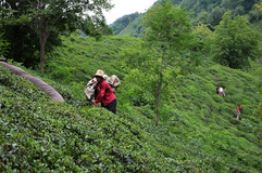 ایجاد مجتمع‌های باغ وکارخانه چای در کشور