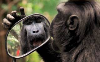 میمون خودشیفته ای که از آینه دل نمی کند!