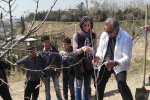  خشک کردن باغ‌ها را با ریختن گازوئیل